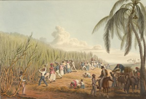 Slaves on Antigue harvesting Sugar Cane